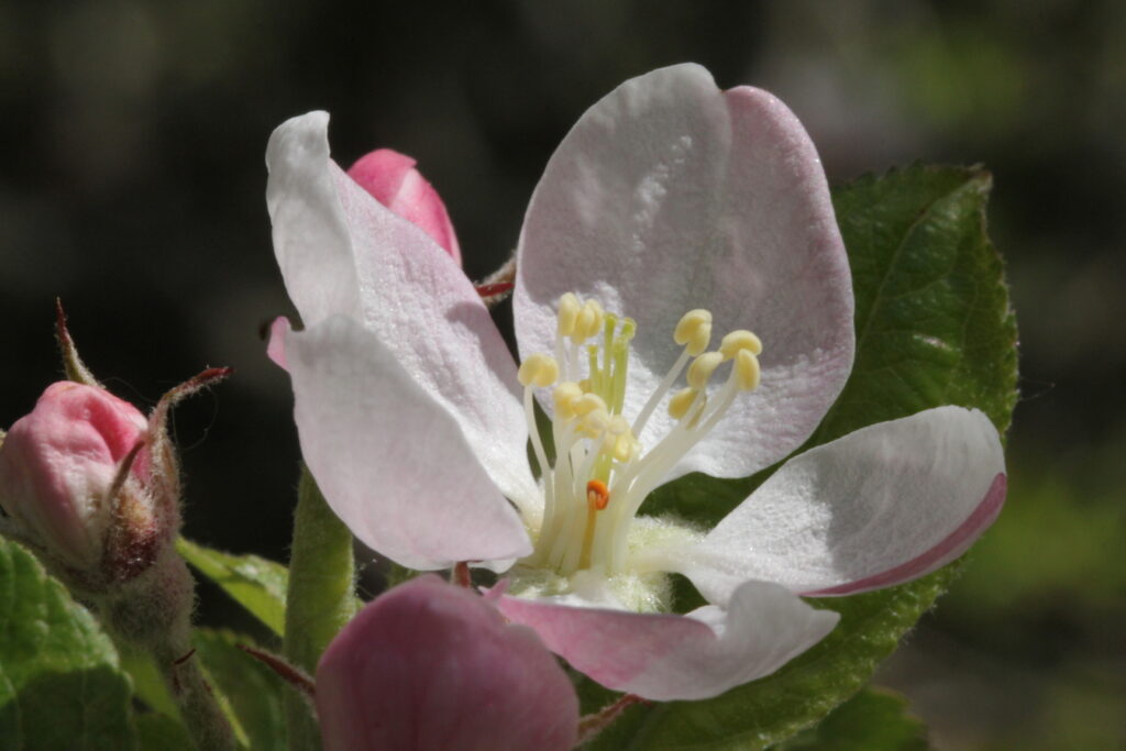 salon de la santé par les plantes - morgins- suisse - cosmétiques naturels