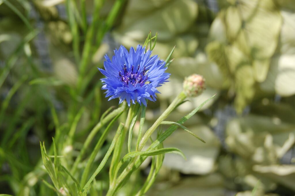 salon de la santé par les plantes - herboristerie - cuisine sauvage - santé naturelle - suisse - valais - région dents du midi