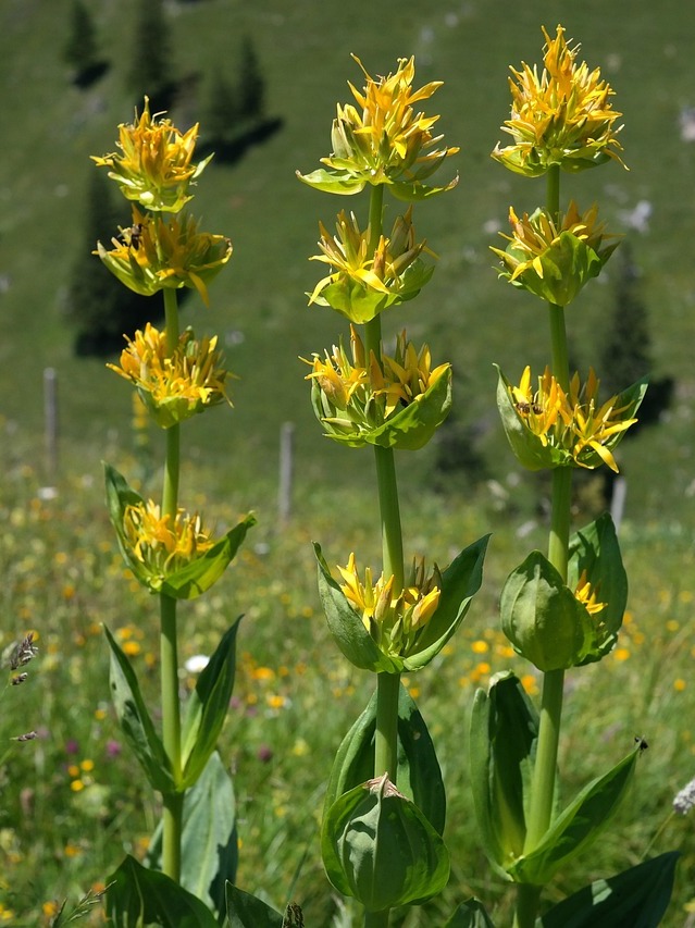 journée plantes et santé - Salon de la santé par les plantes - Valais - Thierry Thévenin - Christophe Bernard