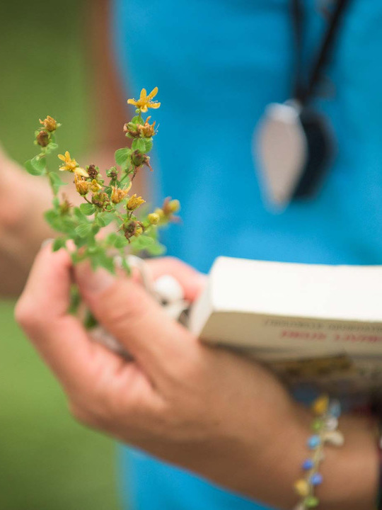 journées plantes & Santé - botanique