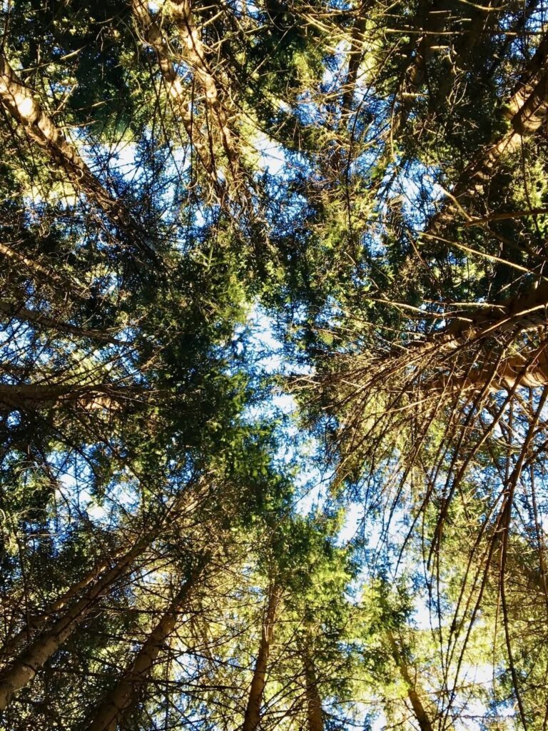 salon de la santé par les plantes - morgins - valais - herboristerie - bain de foret